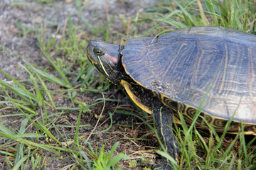 promenade de la tortue