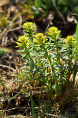 Cypress spurge flowers (Sanicula tuberosa), or Euphorbia cyparissias, a popular ornamental plant. 