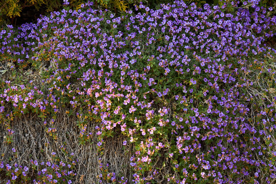 Aubrieta or Aubretia flowers in full bloom on a sunny spring day. Purple Blue Flowering Aubrieta Gloriosa Alpine Plant. 