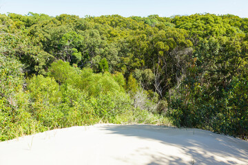 Wald an Sandd&uuml;nne