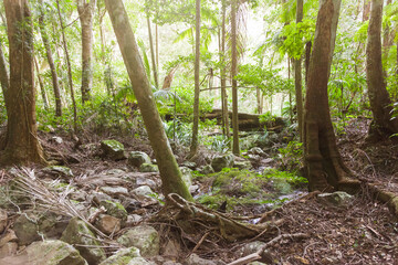 Naturbelassenes Waldst&uuml;ck