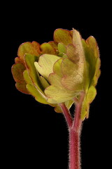 Columbine (Aquilegia x hybrida). Young Leaf Closeup