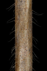 Perfoliate Honeysuckle (Lonicera caprifolium). Flowering Twig Detail Closeup - obrazy, fototapety, plakaty