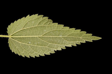 Common Nettle (Urtica dioica). Leaf Closeup