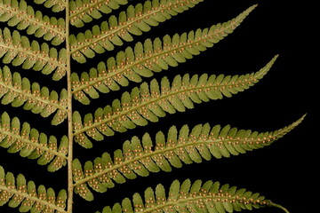 Male Fern (Dryopteris filix-mas). Middle Pinnae Closeup