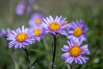 Aster des Alpes en été , dans les Alpes