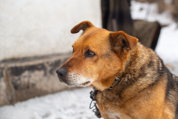 red dog on a chain close - up. High quality photo