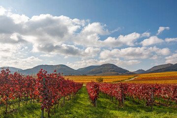 Naklejka premium Blick über Weinfelder auf den Pfälzerwald