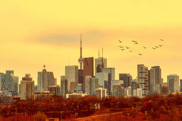 Flock of Birds in the Toronto Skyline in Canada