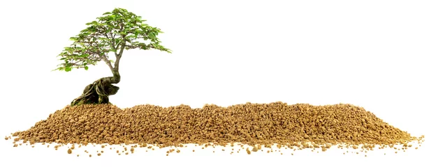 Fotobehang Akadama Soil Banner isolated on white with Bonsai Tree - Granular clay like mineral used as soil for container grown plants © ExQuisine