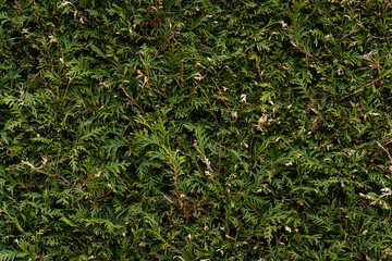 tekstura zielonej ściany z żywopłotu