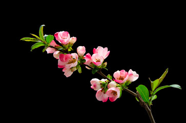 Fototapeta na wymiar Blooming pink Chaenomeles japonica timelapse spring flowers opening. Fresh Japanese quince blossoming closeup on isolated black background. Blossom spring backdrop
