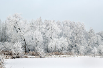 Forest trees covered with hoarfrost