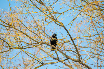 crow on a tree