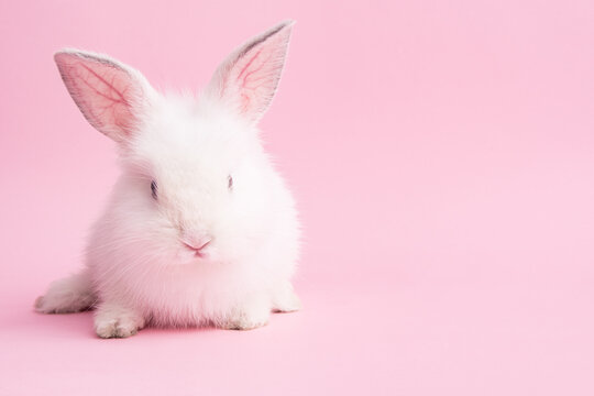 Cute bunny rabbit on pink background