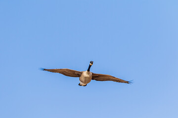 goose in flight