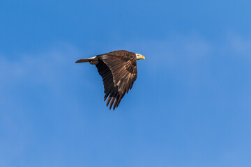 eagle