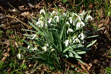 Obraz premium Spring flowers, snowdrops