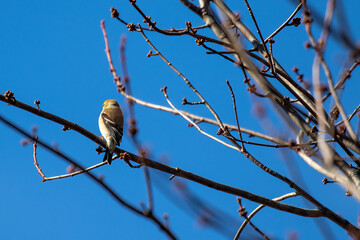 bird on a branch