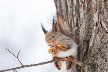 Naklejka na ściany i meble Squirrel on tree in winter park