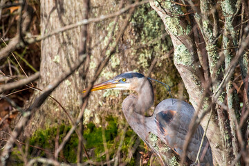 great blue heron