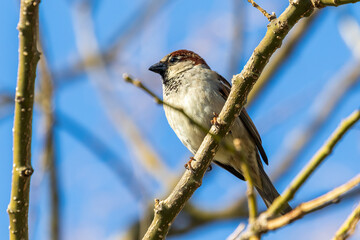 bird on a branch