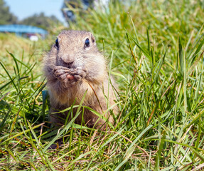 Naklejka na ściany i meble European gopher is eating sunflower seeds and looking at camera on the lawn. Close-up. Portrait of a rodent.