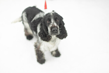 Dog on leash. Dog on walk. Black and white puppy.