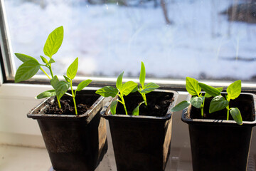 seedlings of vegetables in pots on the windowsill grow , we grow seedlings, vegetables in the house on the window, 