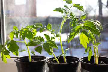 seedlings of vegetables in pots on the windowsill grow , we grow seedlings, vegetables in the house on the window, 