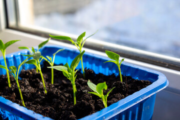 seedlings growing in soil