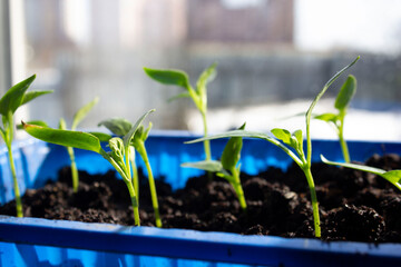 seedlings of vegetables in pots on the windowsill grow , we grow seedlings, vegetables in the house on the window, 