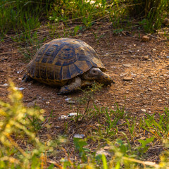 turtle on the ground