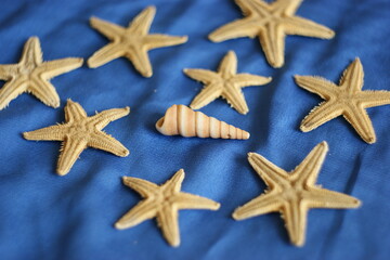 Fototapeta na wymiar different concept. unusual shell is prominent and is surrounded by starfish. Leadership, uniqueness, think different, teamwork business success