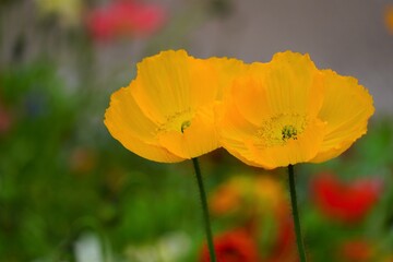 Fototapeta premium Fleurs de pavot jaunes dans un jardin