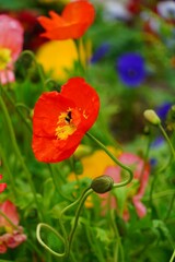 Obraz premium Une abeille butine le pollen d'une fleur de pavot rouge