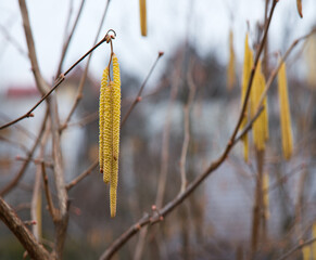 Buds on hazelnuts. Nature background