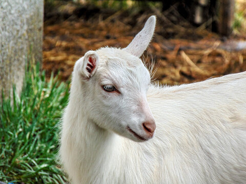 white little yeanling at farm in Romania