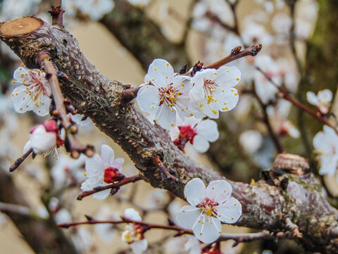 flowering Siberian apricot (Prunus armeniaca) tree in the spring