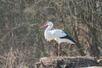 Storch