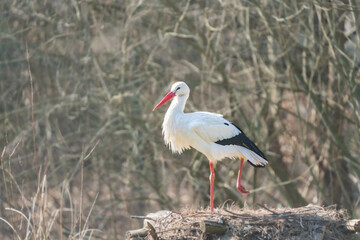 Storch