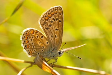 Butterfly Polyommatus Icarus which sits on a grass