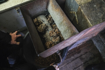 A man turns a homemade device for extracting cedar nuts from Siberian pine cones.