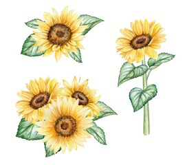 Sunflowers set bouquet. Yellow Ukrainian flowers. Watercolor illustration isolated on white background