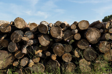 cut logs stacked wood