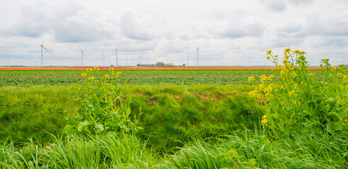 Yellow wild flowers blooming in green grass along an agricultural field with tulips in sunlight in springtime, Almere, Flevoland, The Netherlands, April 8, 2022