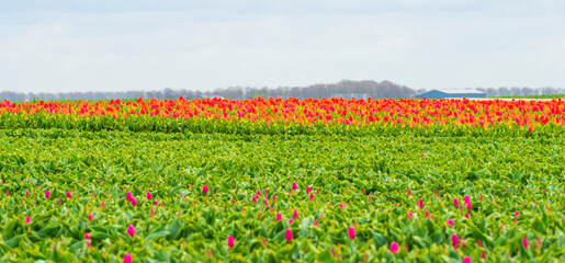 Colorful flowers in an agricultural field in sunlight below a blue white cloudy sky in springtime, Almere, Flevoland, The Netherlands, April 8, 2022
