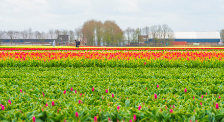 Colorful flowers in an agricultural field in sunlight below a blue white cloudy sky in springtime, Almere, Flevoland, The Netherlands, April 8, 2022
