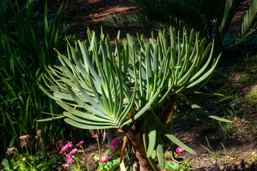 Fototapeta premium Sydney Australia, kumara plicatilis or the fan-aloe, a succulent plant endemic to a few mountains in the Fynbos ecoregion, of the Western Cape in South Africa