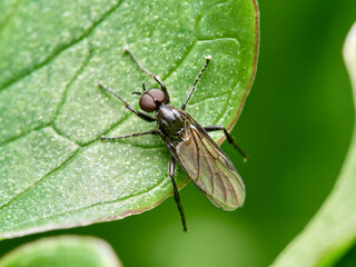 A San Marco fly or March fly in a natural environment. 